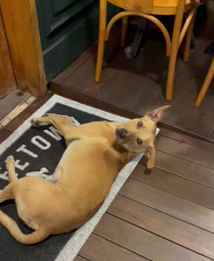 This Stray Dog "Invaded" A Wedding And Ended Up Being Adopted By The Newlyweds