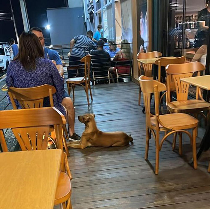 This Stray Dog "Invaded" A Wedding And Ended Up Being Adopted By The Newlyweds