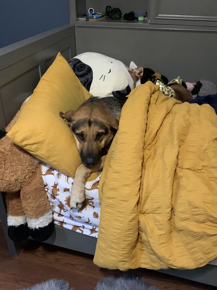 The Heat Index Is 103f, So Leo Hid In Bed