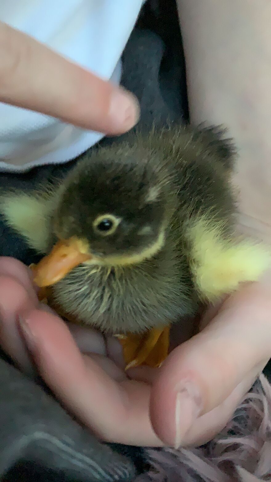 Baby Ducks