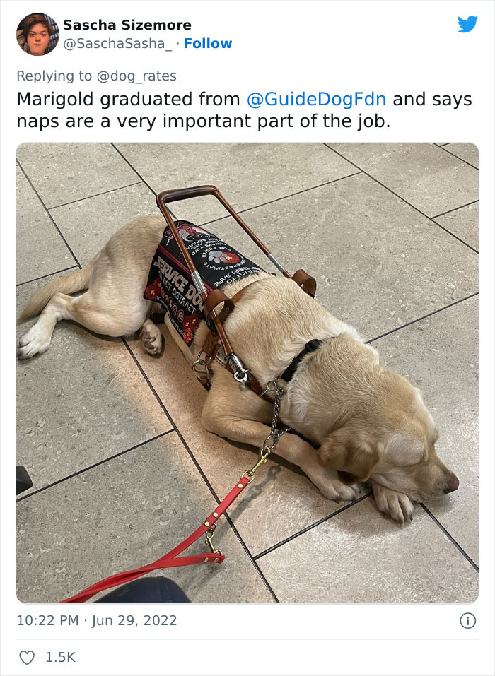 Guide-Pup-In-Training Falls Asleep During Important Photoshoot, And 11M People Can&rsquo;t Handle The Cuteness