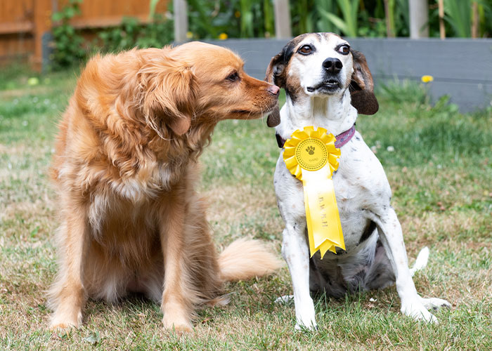 Dog Runs Away From Home And Returns With Dog Show Rosette - 4