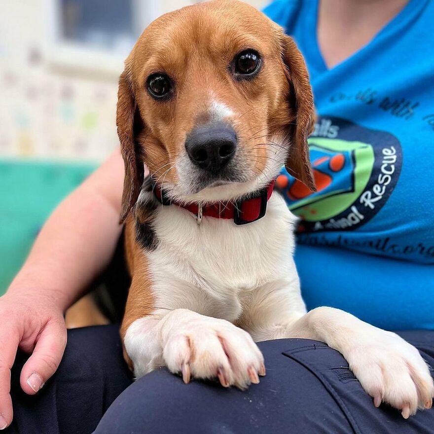 "They Don't Know What Grass Is": Over 4000 Beagles Got Rescued From A Medical Facility, And Now They Are In Dire Need Of New Homes "They Don't Know What Grass Is": Over 4000 Beagles Got Rescued From A Medical Facility, And Now They Are In Dire Need Of New Homes