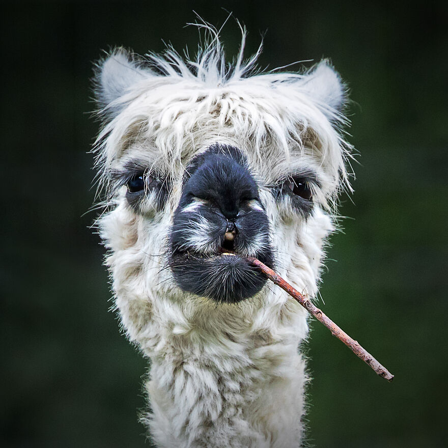 The 26 Finalists Of The 'Animal Friends Comedy Pet Photo Awards' Contest Have Been Announced