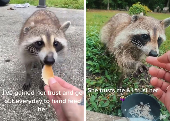 Proud Raccoon Momma Brings Her 4 Kids To Meet The Lady That&rsquo;d Been Feeding Her