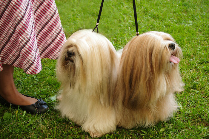 "¿Qué compran los ultra ricos que los pobres desconocen?": 20 personas responden