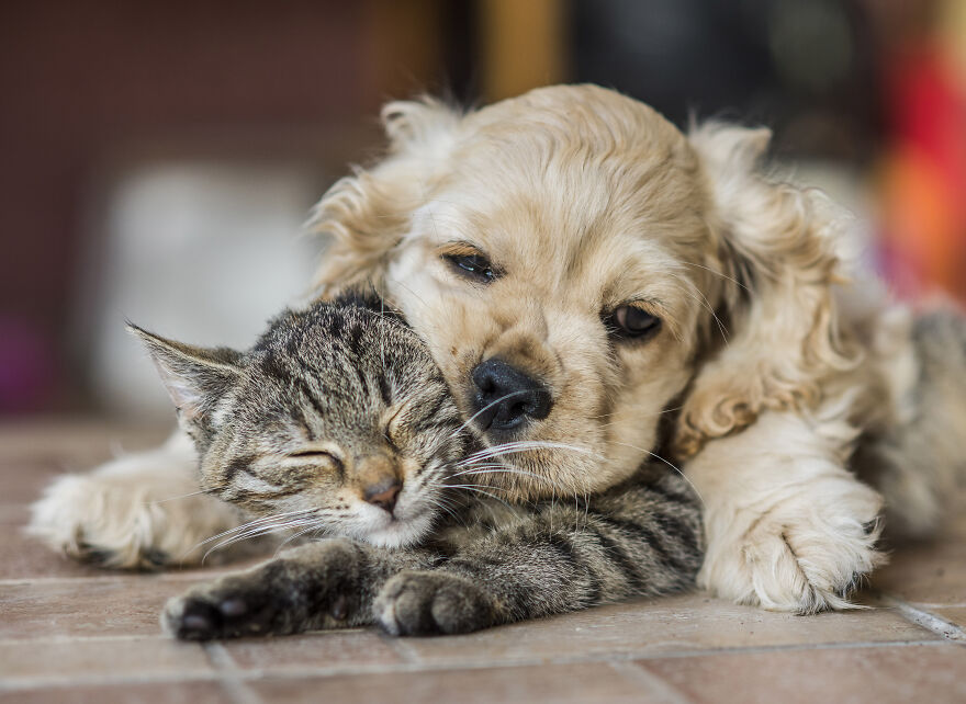 The 26 Finalists Of The 'Animal Friends Comedy Pet Photo Awards' Contest Have Been Announced
