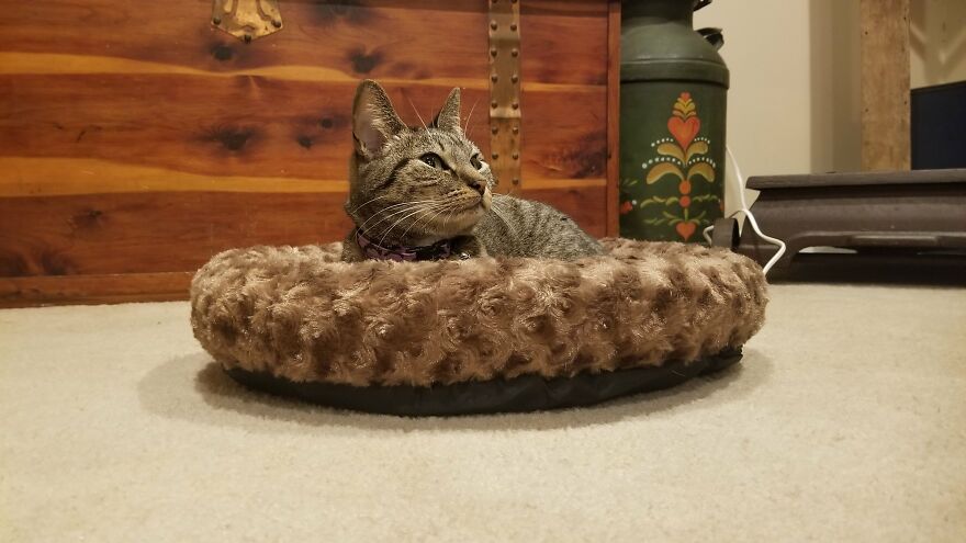 Dad Makes A Cat Bed For His Daughter's Feline From An Old TV, And It Hasn't Gone Unnoticed On The Socials