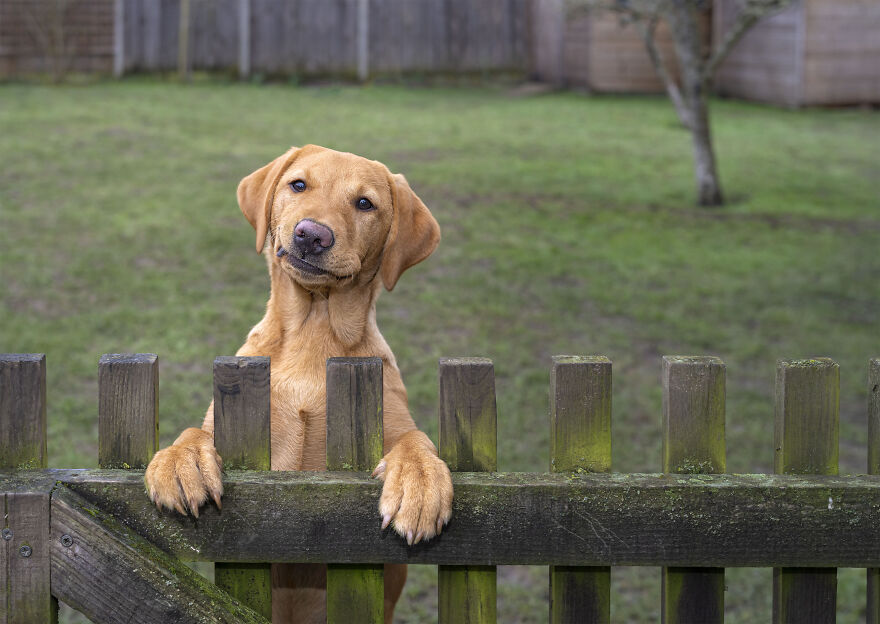 The 26 Finalists Of The 'Animal Friends Comedy Pet Photo Awards' Contest Have Been Announced