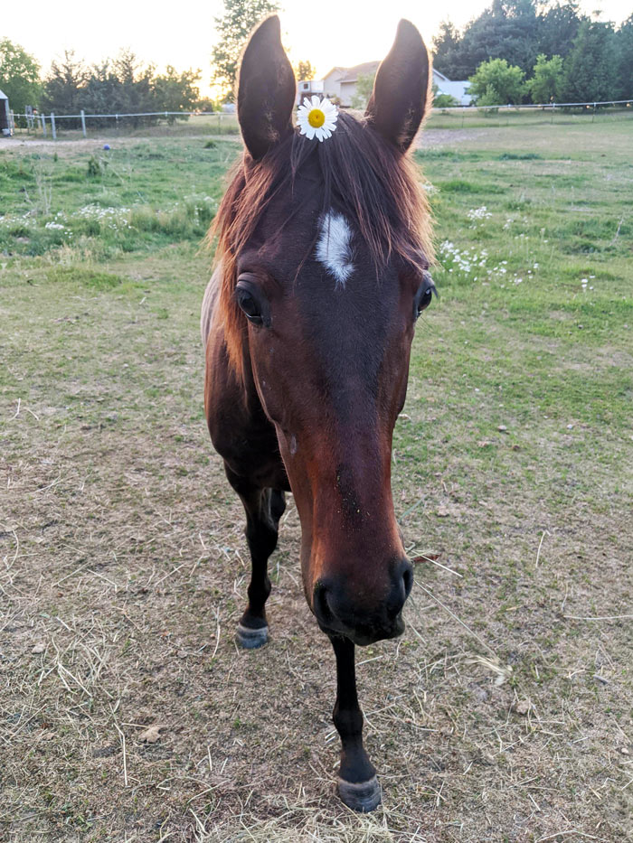 Our Newest Pack Member