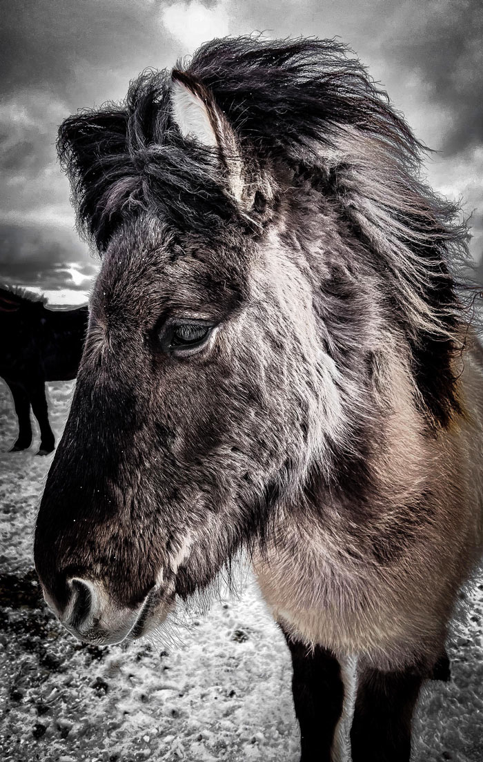 Icelandic Pony… These Horses Are Seriously So Friendly And Come Right Up To You