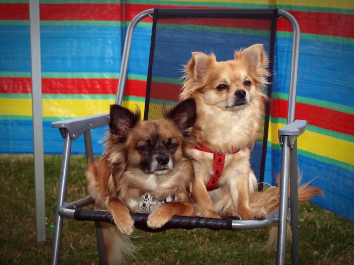 My Boys, From The Same Litter But So Different From Each Other