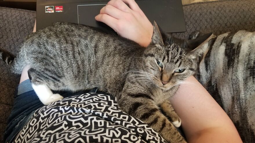Dad Makes A Cat Bed For His Daughter's Feline From An Old TV, And It Hasn't Gone Unnoticed On The Socials