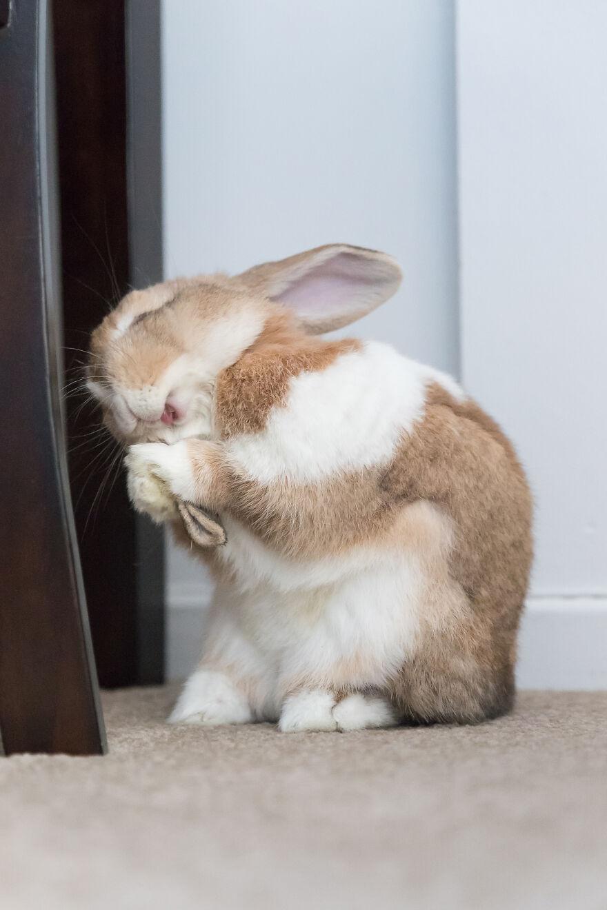 The 26 Finalists Of The 'Animal Friends Comedy Pet Photo Awards' Contest Have Been Announced