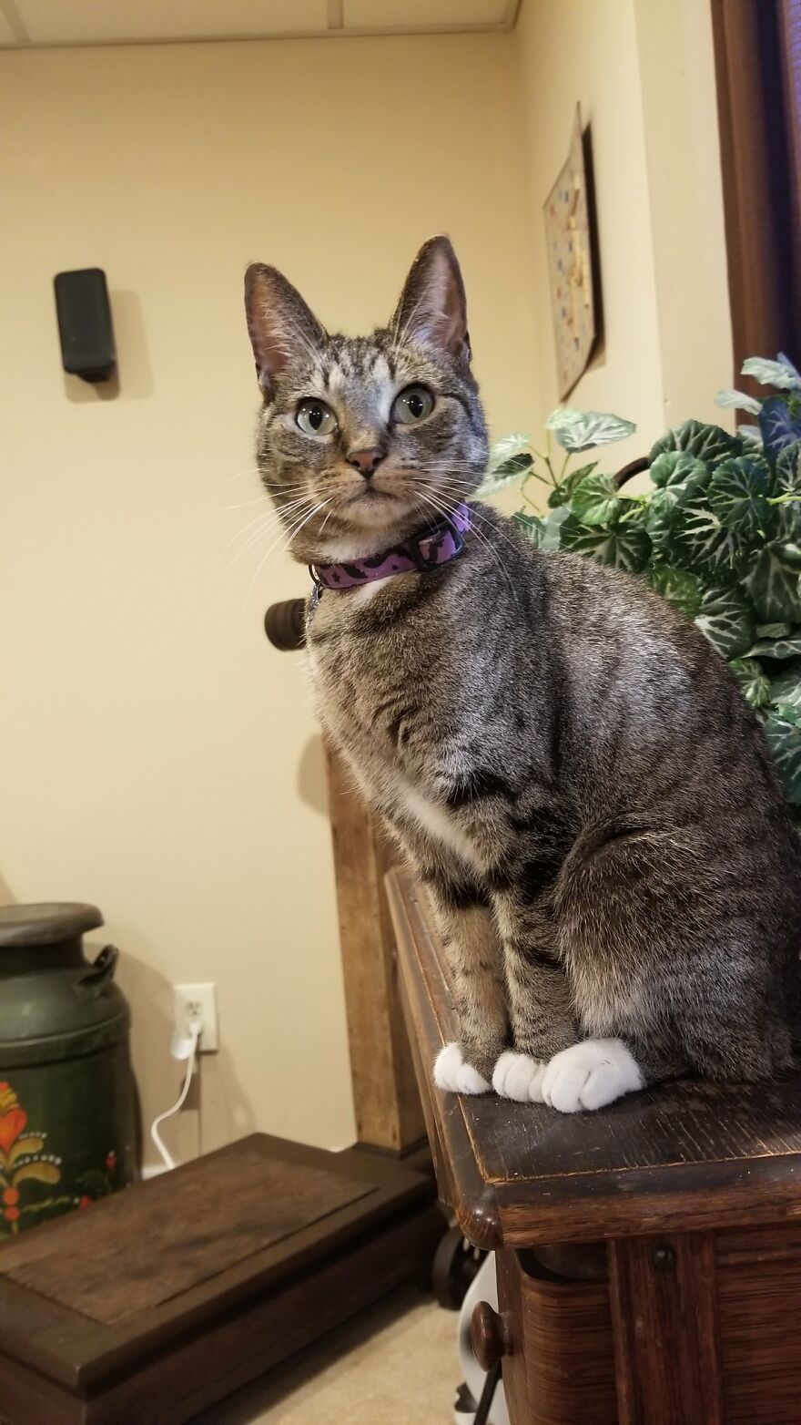 Dad Makes A Cat Bed For His Daughter's Feline From An Old TV, And It Hasn't Gone Unnoticed On The Socials