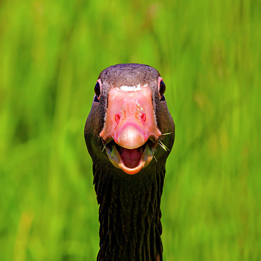 The 26 Finalists Of The 'Animal Friends Comedy Pet Photo Awards' Contest Have Been Announced