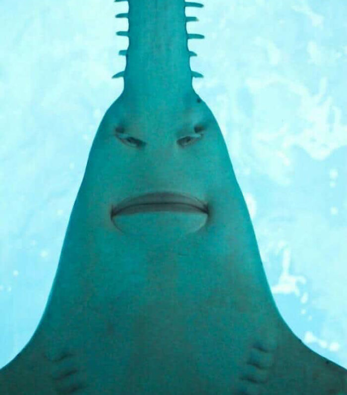 This Facebook Group Celebrates 'Cute Nopes' That Might Change Your Mind About Them (50 Pics)