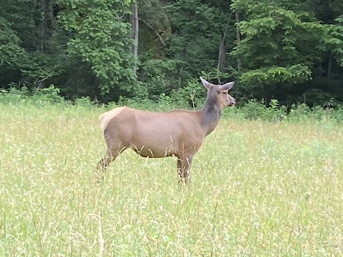 Deer standing in a grassy field near the forest, an example of wildlife photography fail captured outdoors.