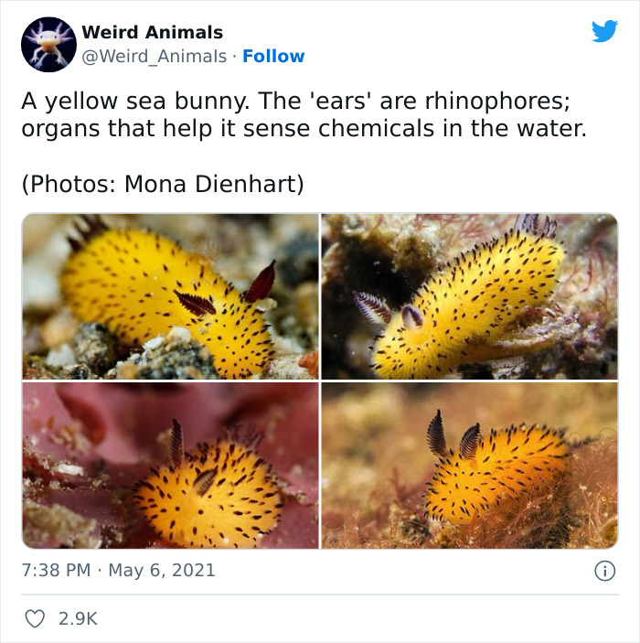 Weird-Animals-Pics