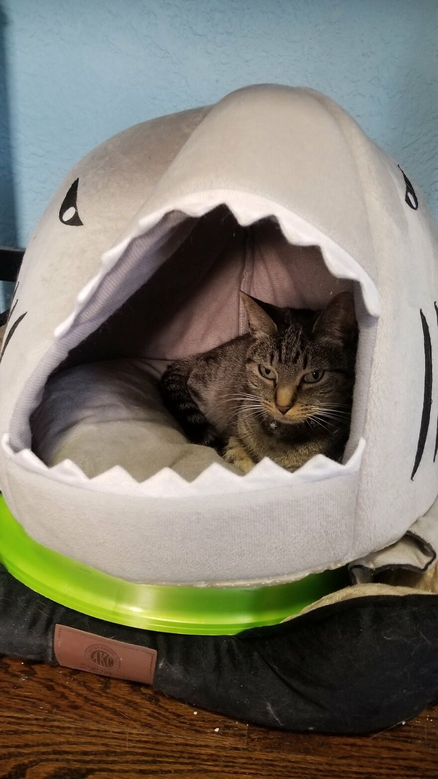 Dad Makes A Cat Bed For His Daughter's Feline From An Old TV, And It Hasn't Gone Unnoticed On The Socials