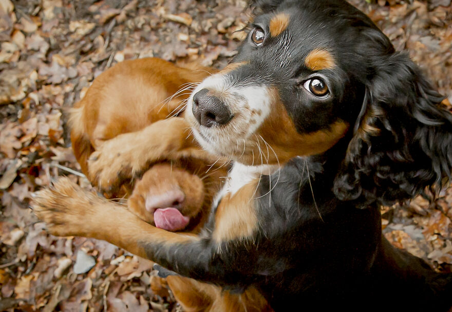 The 26 Finalists Of The 'Animal Friends Comedy Pet Photo Awards' Contest Have Been Announced