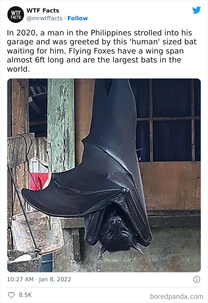 Daily-Weird-Interesting-History-Facts