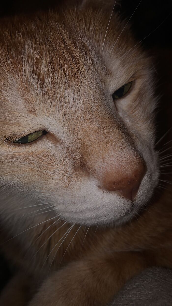 My Baby Boy…. I Know He Will Kick The Bucket Soon But I Can’t Bare To Lose Him