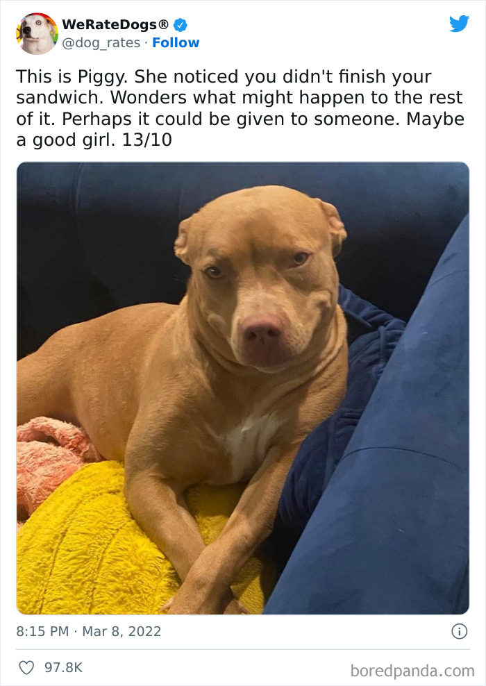 Funny-Dog-Rates-Twitter