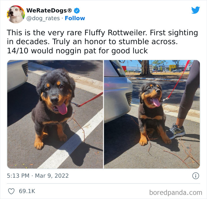 Funny-Dog-Rates-Twitter
