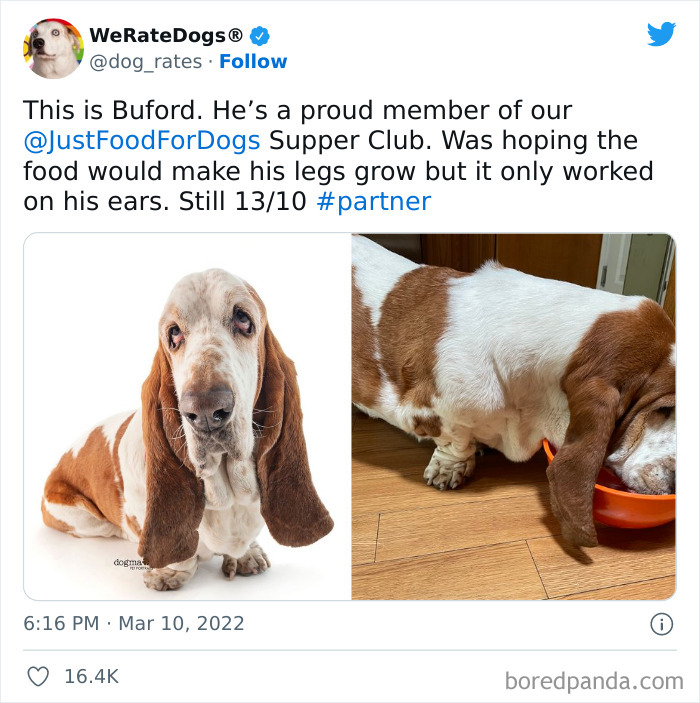 Funny-Dog-Rates-Twitter
