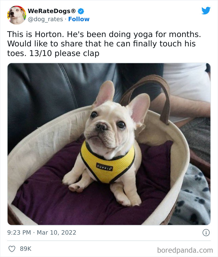 Funny-Dog-Rates-Twitter