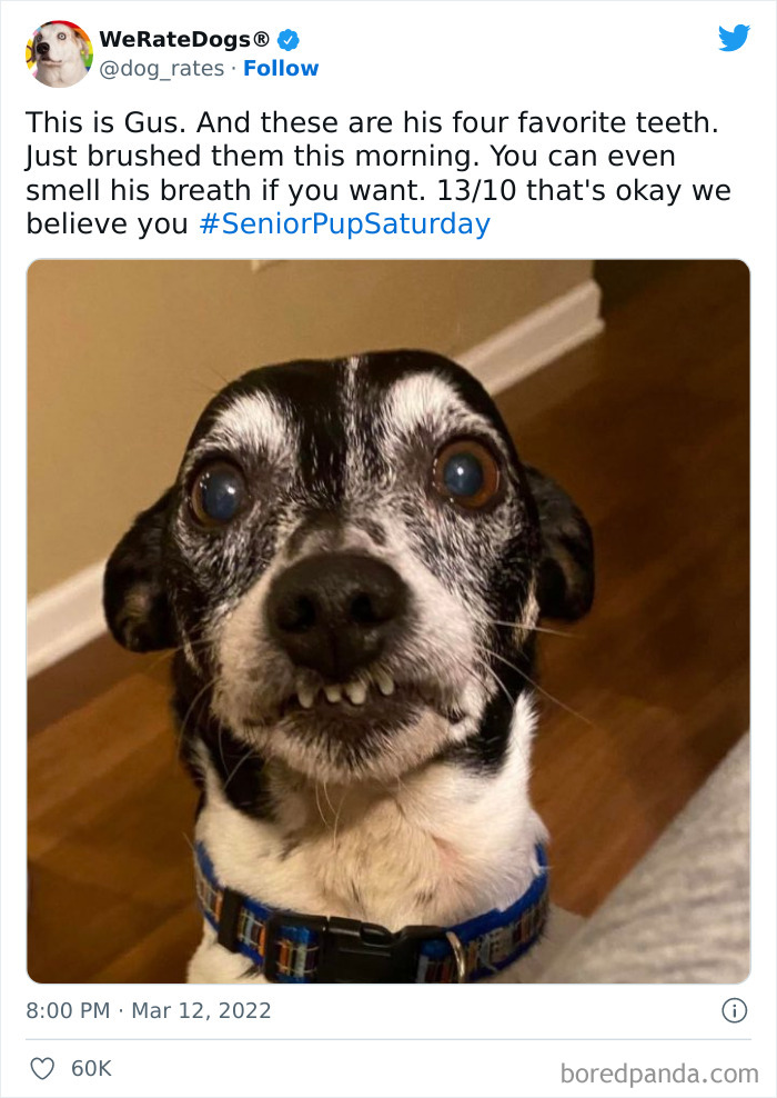 Funny-Dog-Rates-Twitter