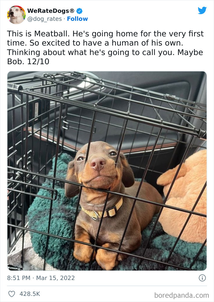 Funny-Dog-Rates-Twitter