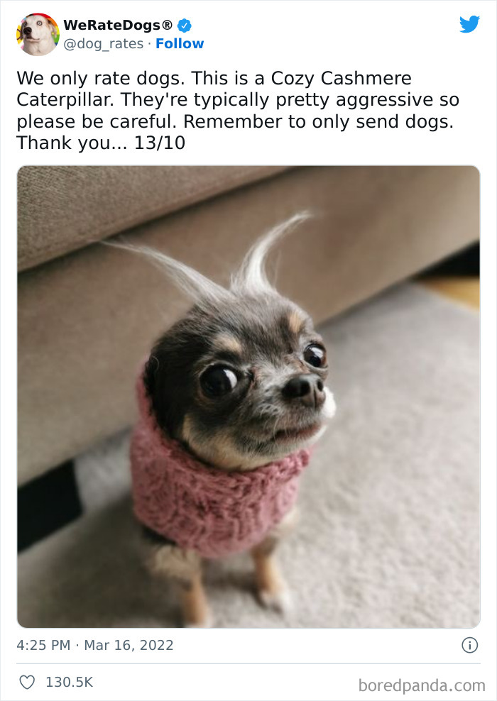 Funny-Dog-Rates-Twitter