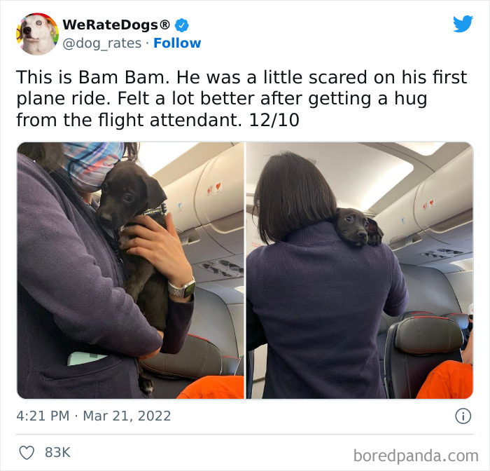 Funny-Dog-Rates-Twitter