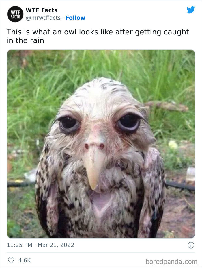 Daily-Weird-Interesting-History-Facts