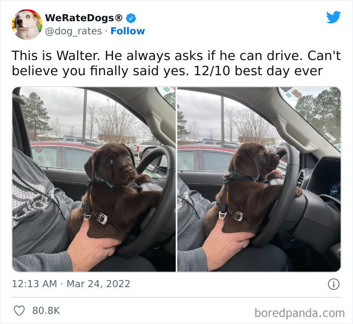 Funny-Dog-Rates-Twitter