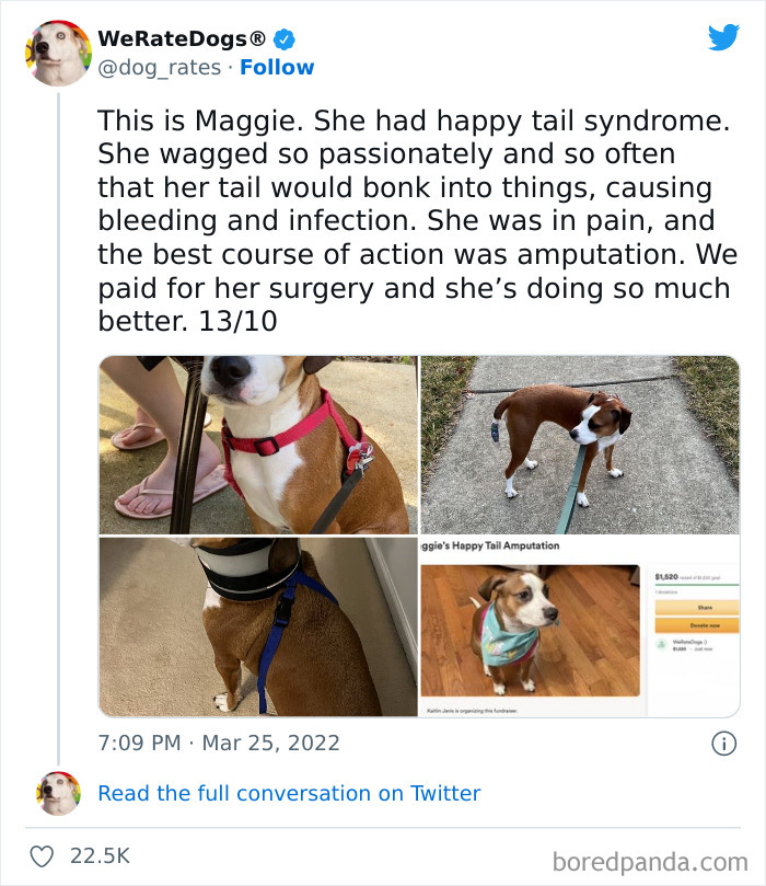 Funny-Dog-Rates-Twitter
