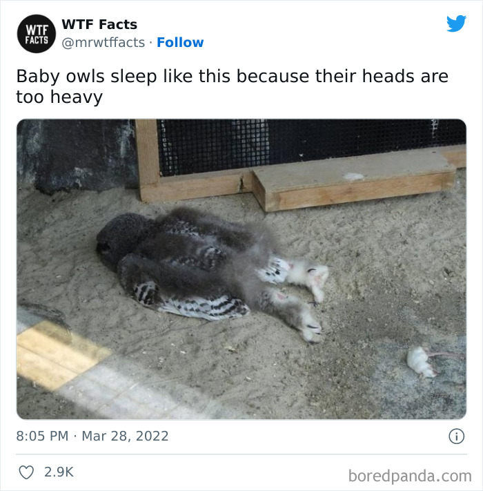 Daily-Weird-Interesting-History-Facts