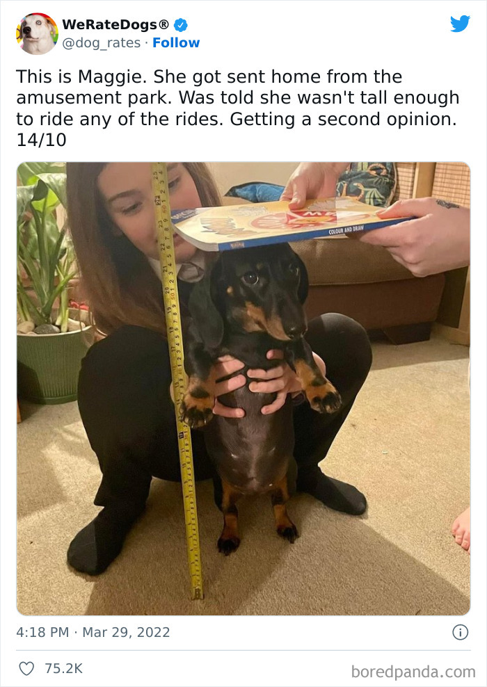 Funny-Dog-Rates-Twitter