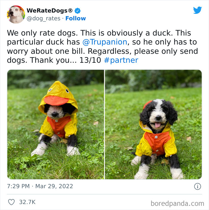 Funny-Dog-Rates-Twitter