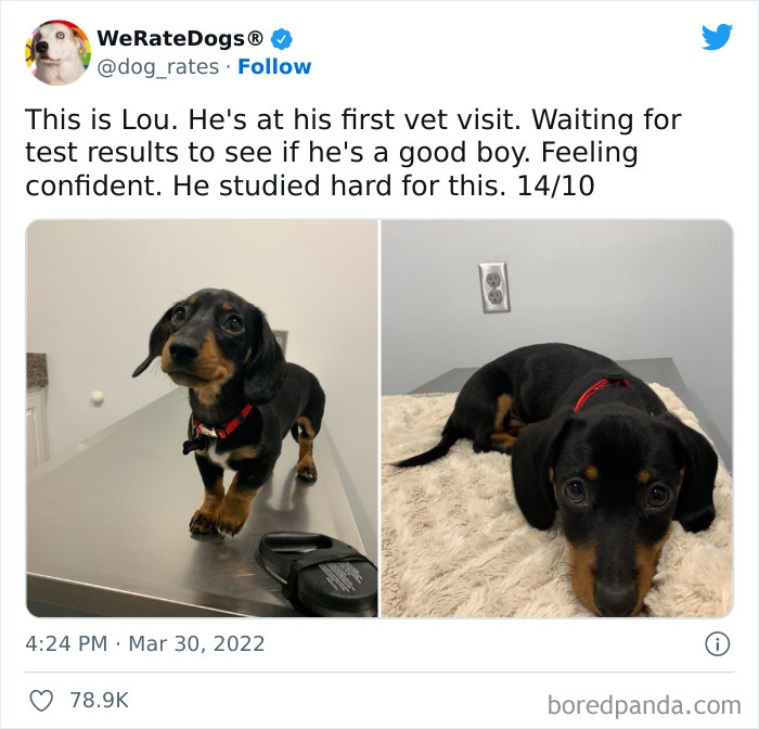 Funny-Dog-Rates-Twitter