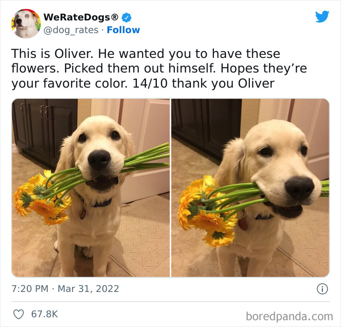 Funny-Dog-Rates-Twitter