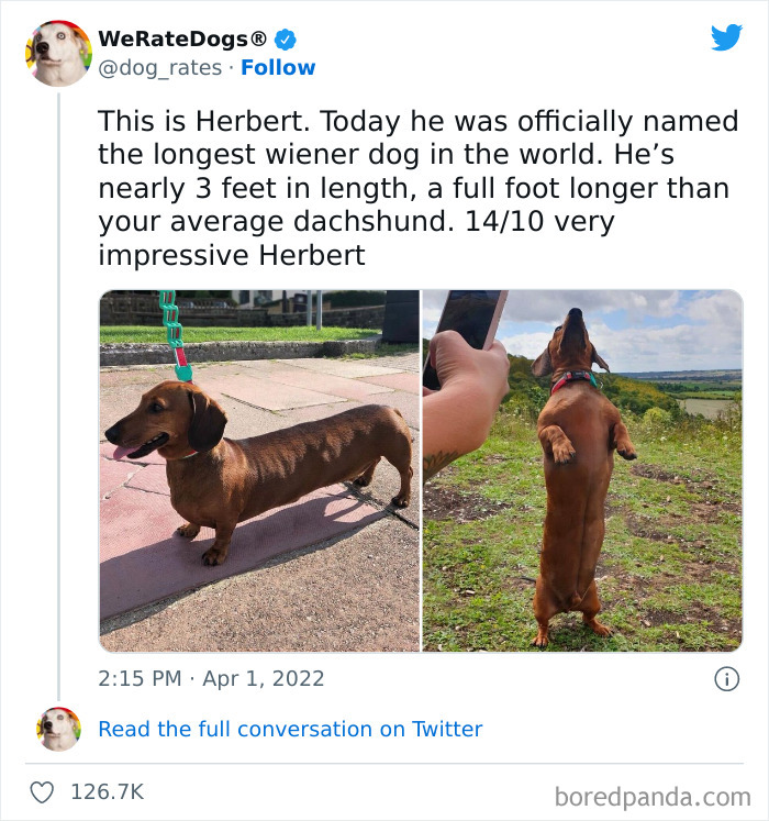 Funny-Dog-Rates-Twitter