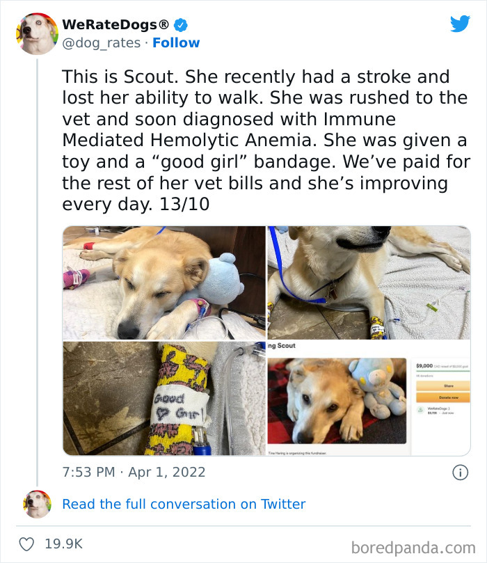 Funny-Dog-Rates-Twitter