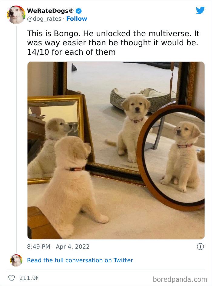 Funny-Dog-Rates-Twitter