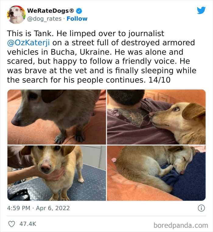 Funny-Dog-Rates-Twitter