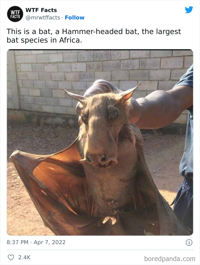 Daily-Weird-Interesting-History-Facts