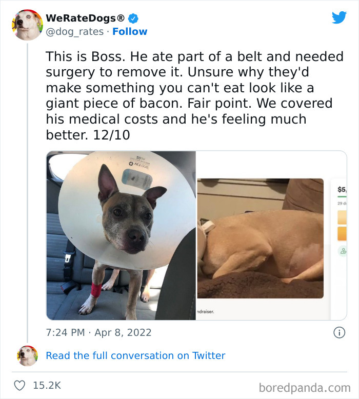 Funny-Dog-Rates-Twitter