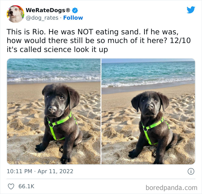 Funny-Dog-Rates-Twitter
